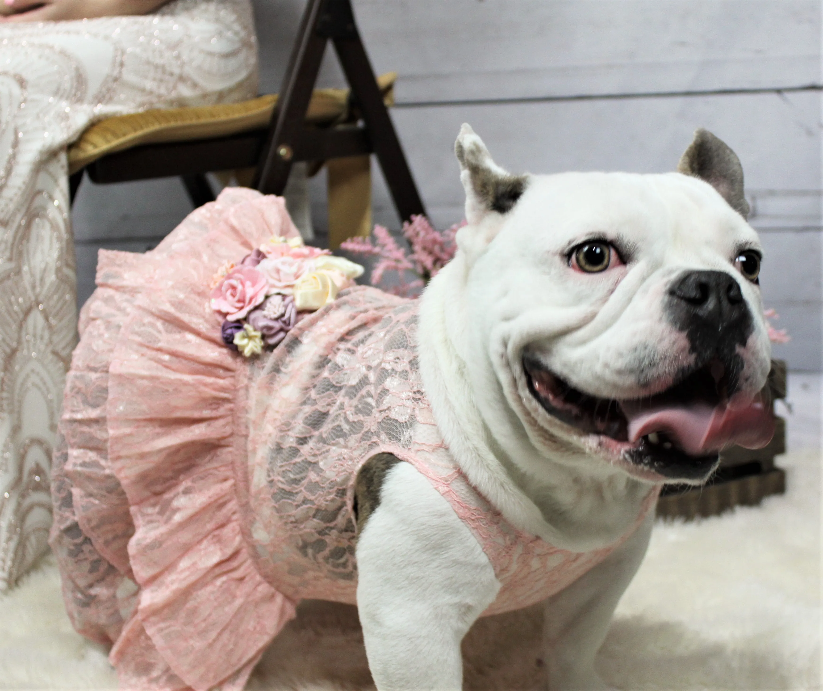 Formal Dog Dress | The Josefina