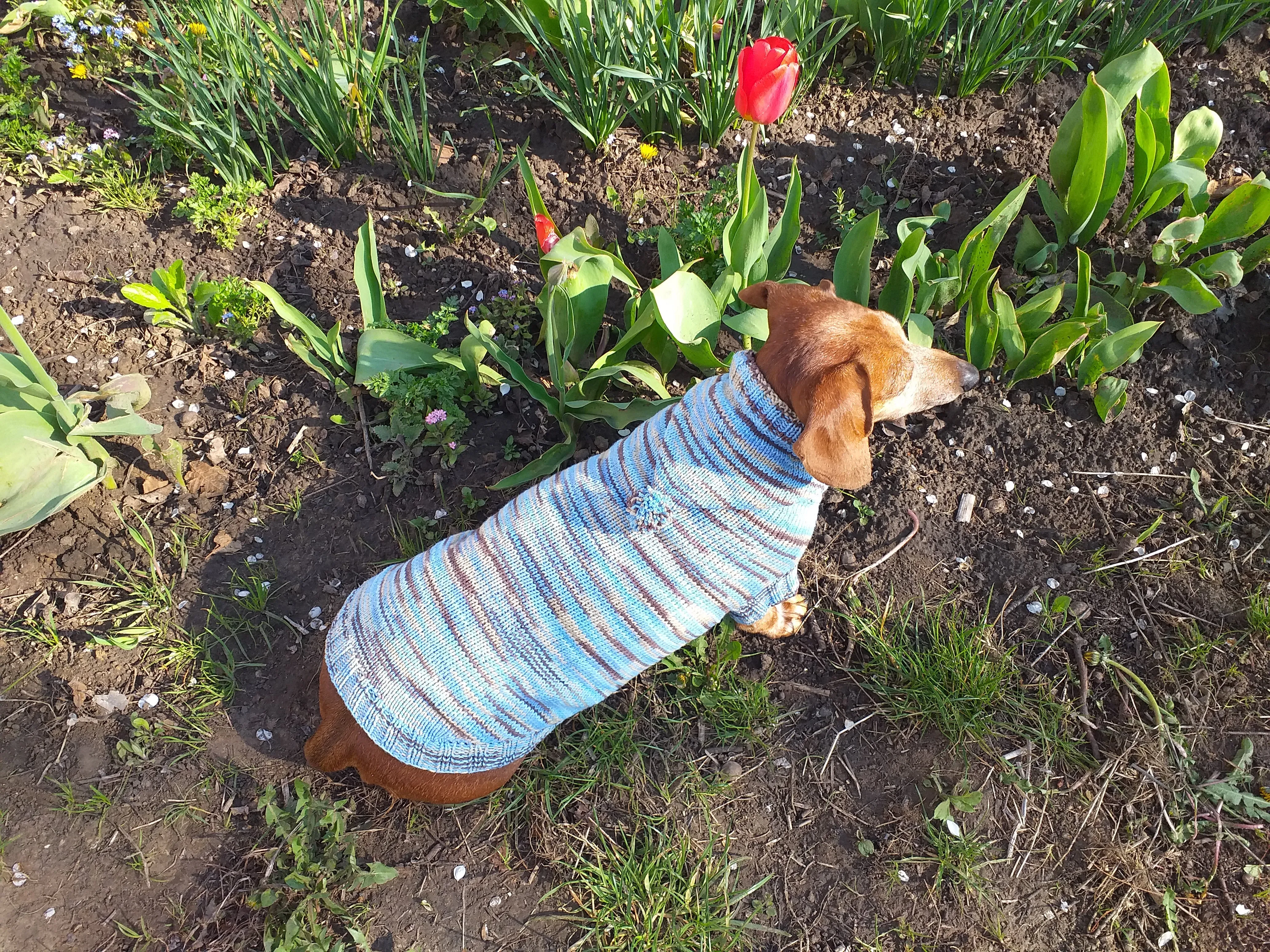 Knitted hoodie sweater for dog, hoodie for miniature dachshund