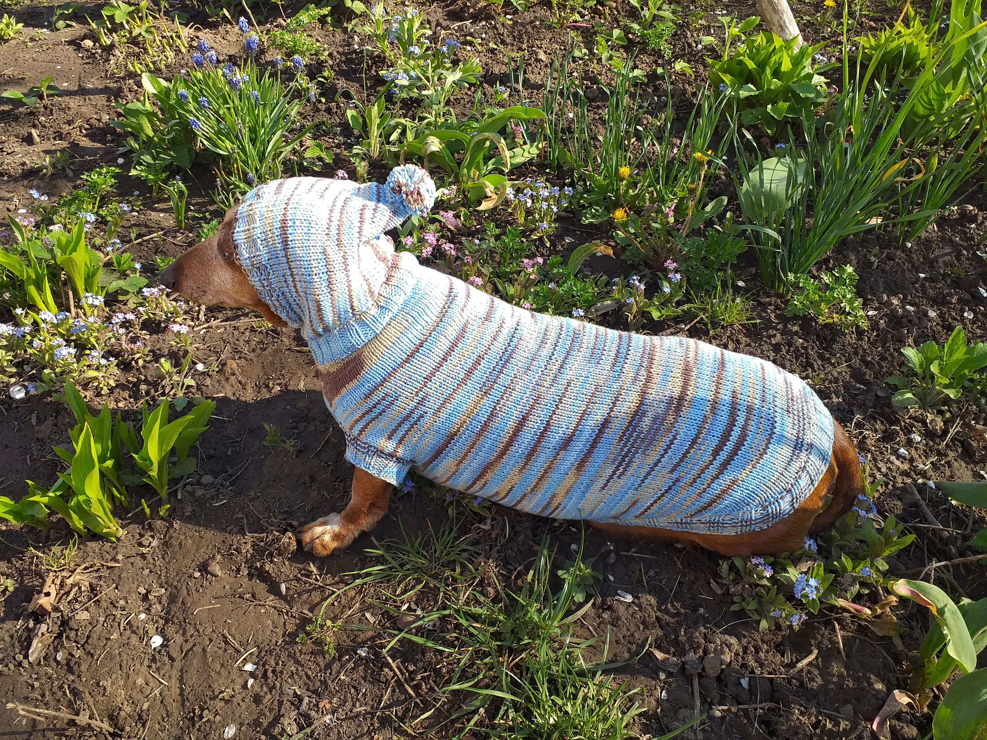 Knitted hoodie sweater for dog, hoodie for miniature dachshund