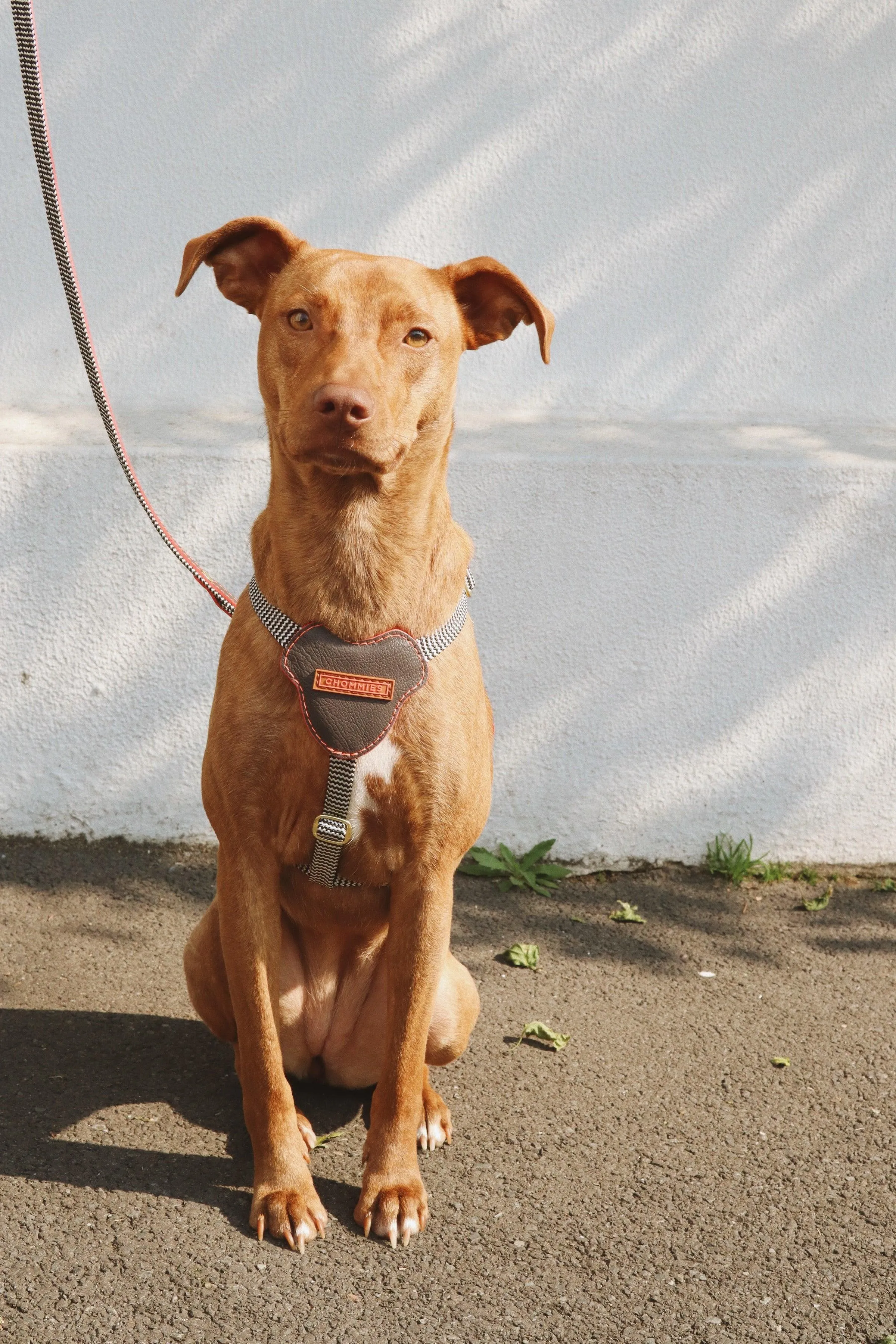 Leather Dog Harness | Grey Z