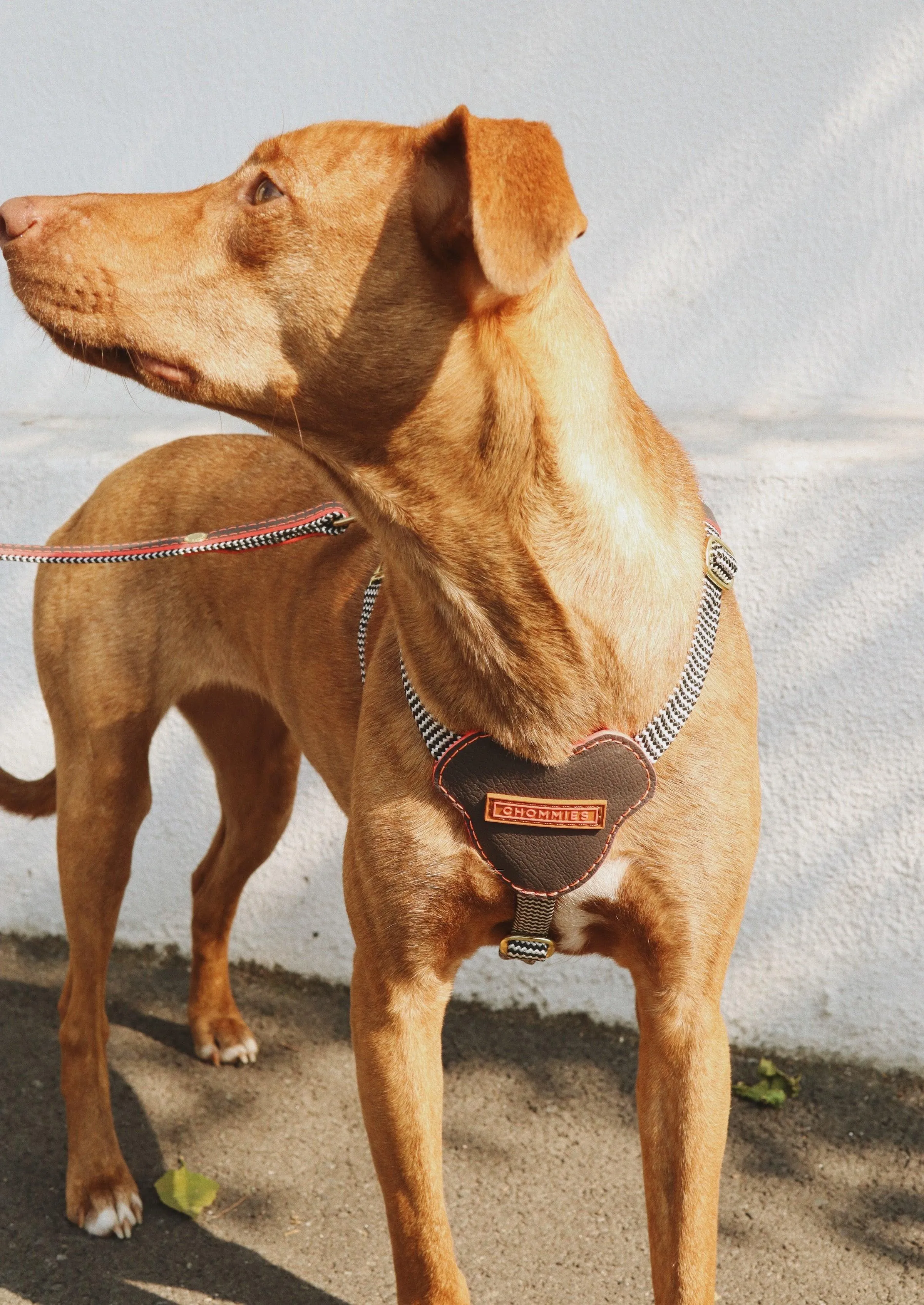 Leather Dog Harness | Grey Z