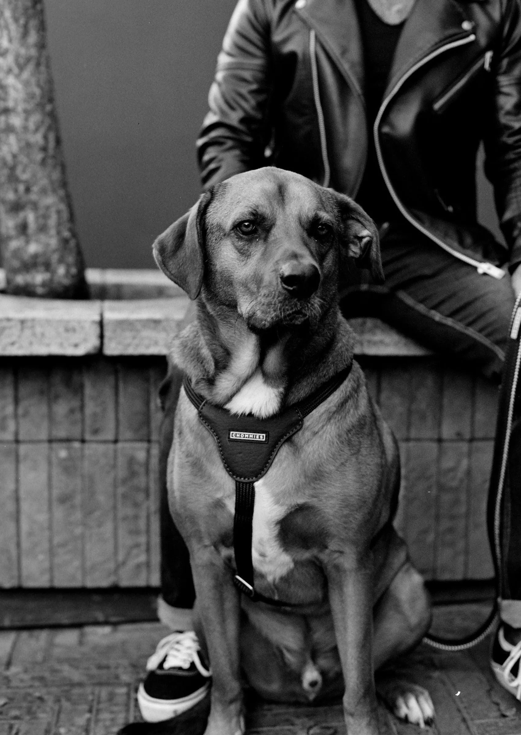 Leather Dog Harness | Hendrix