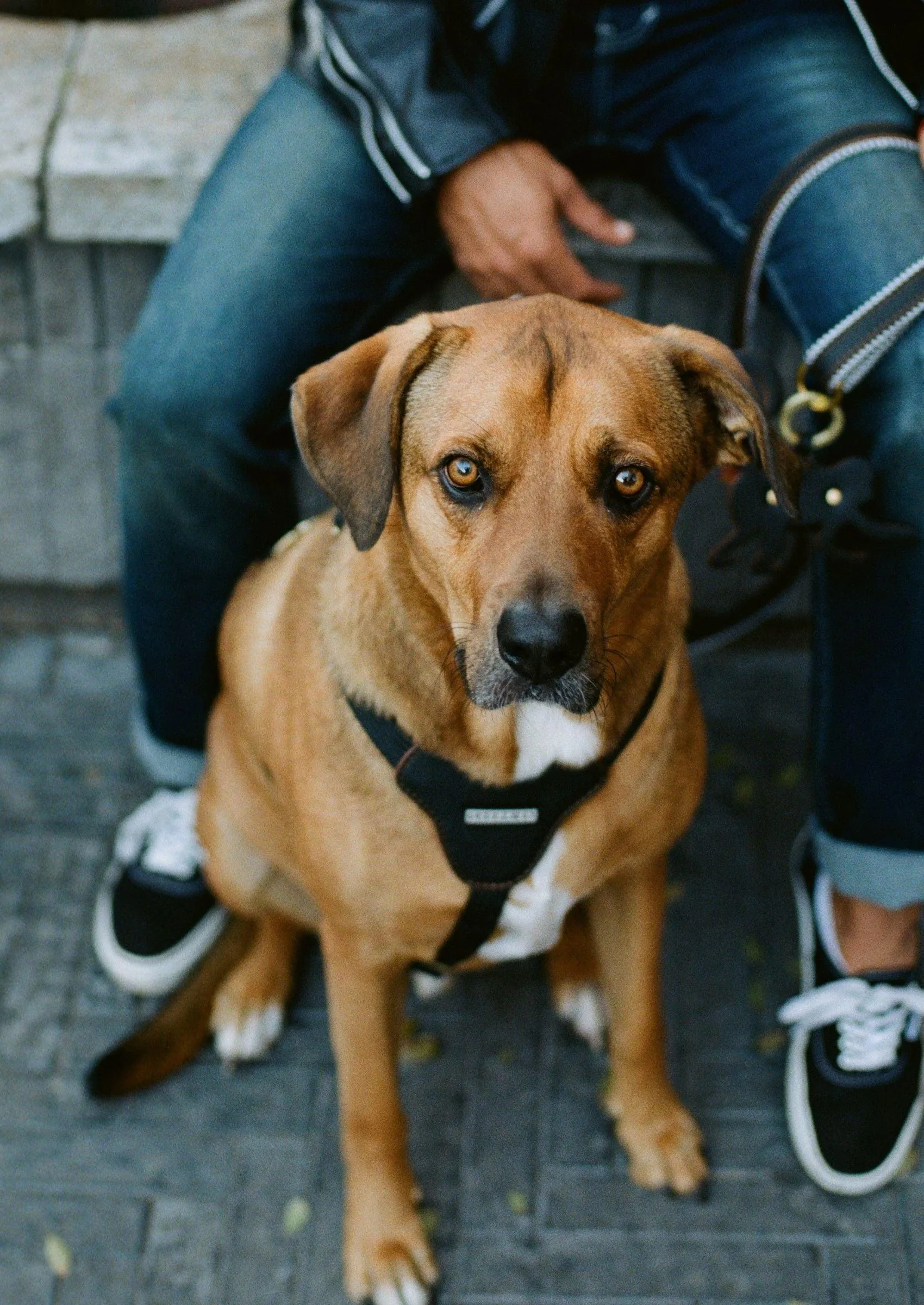 Leather Dog Harness | Hendrix