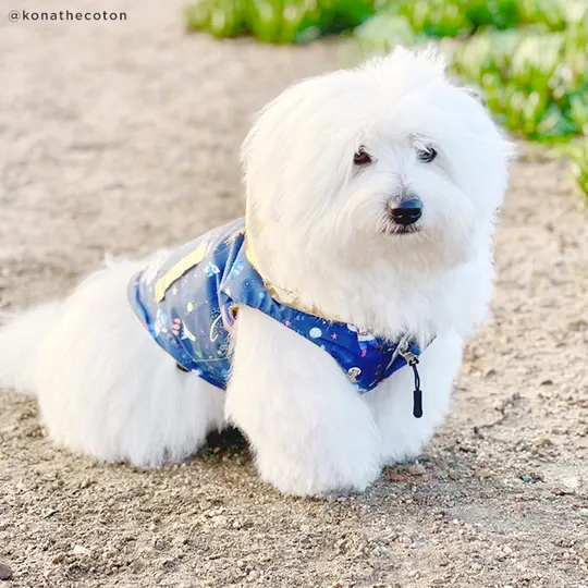 Lucy&Co Reversible Raincoat for Dogs, Outta This World